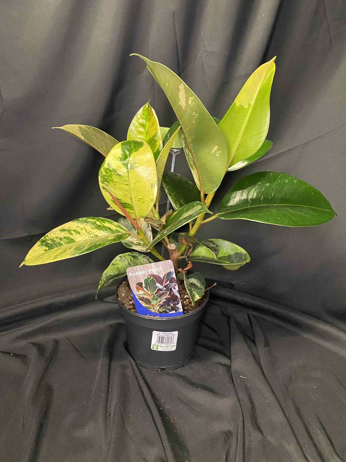 Rubber Plant