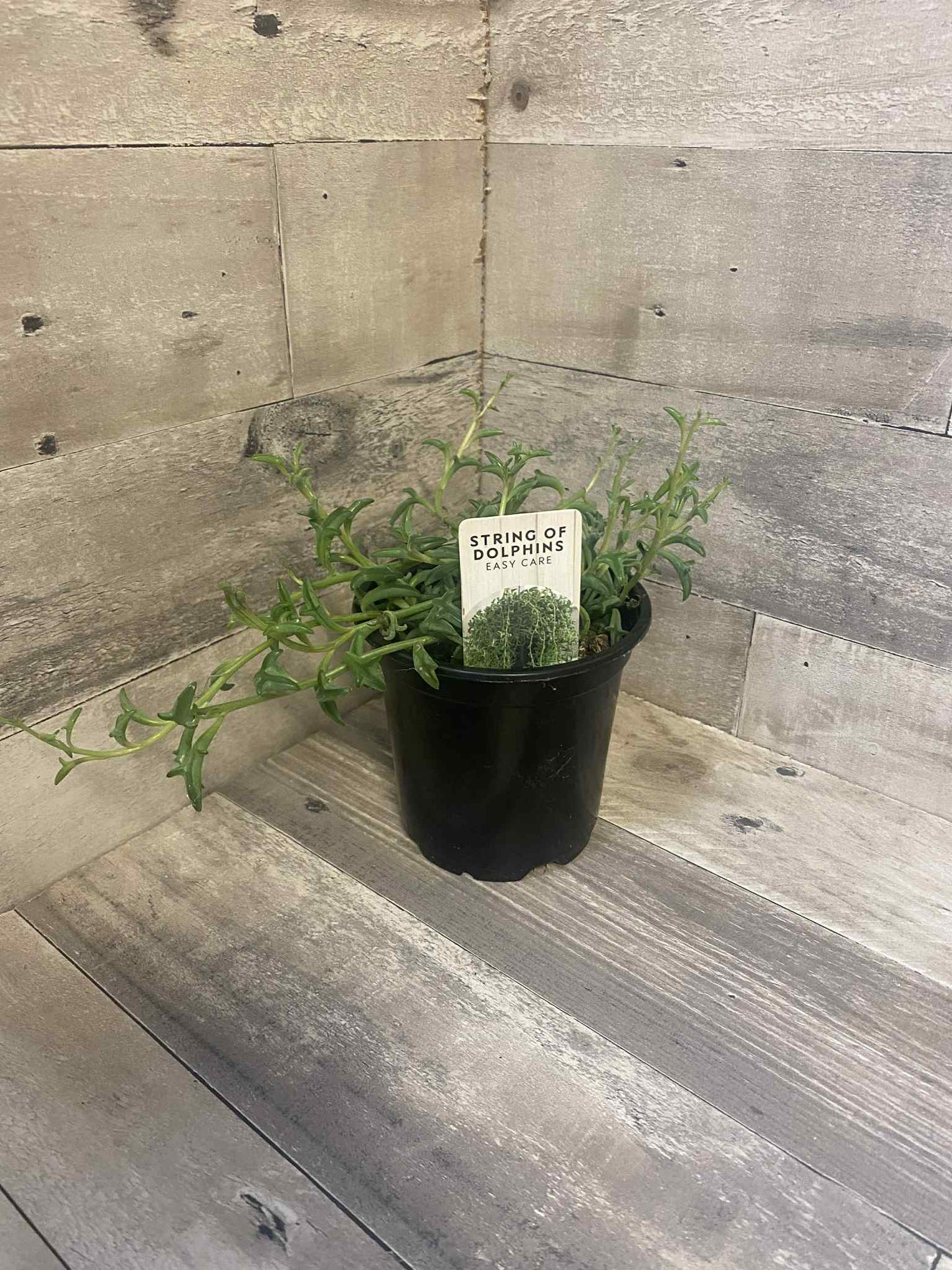 String of Dolphins