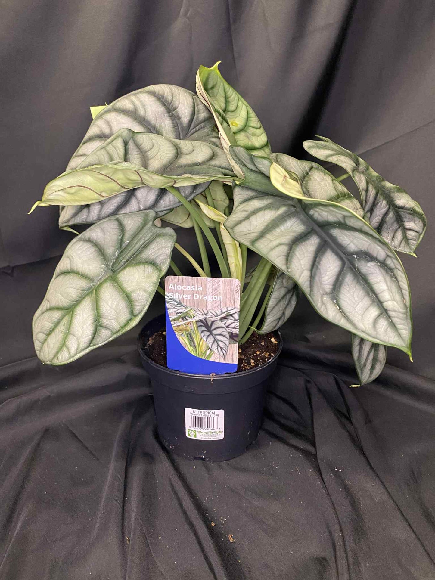 Alocasia Silver Dragon