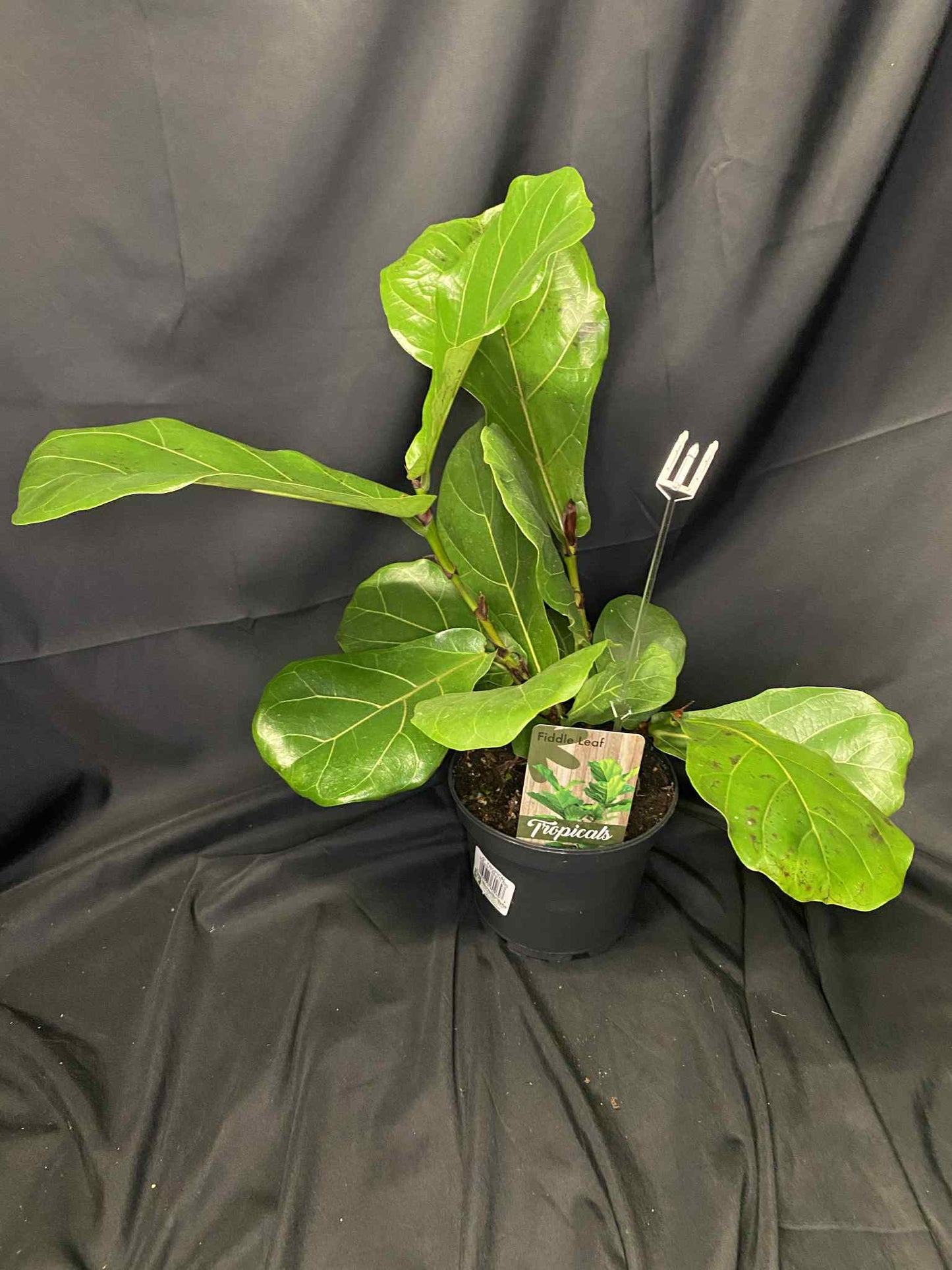 Fiddle Leaf