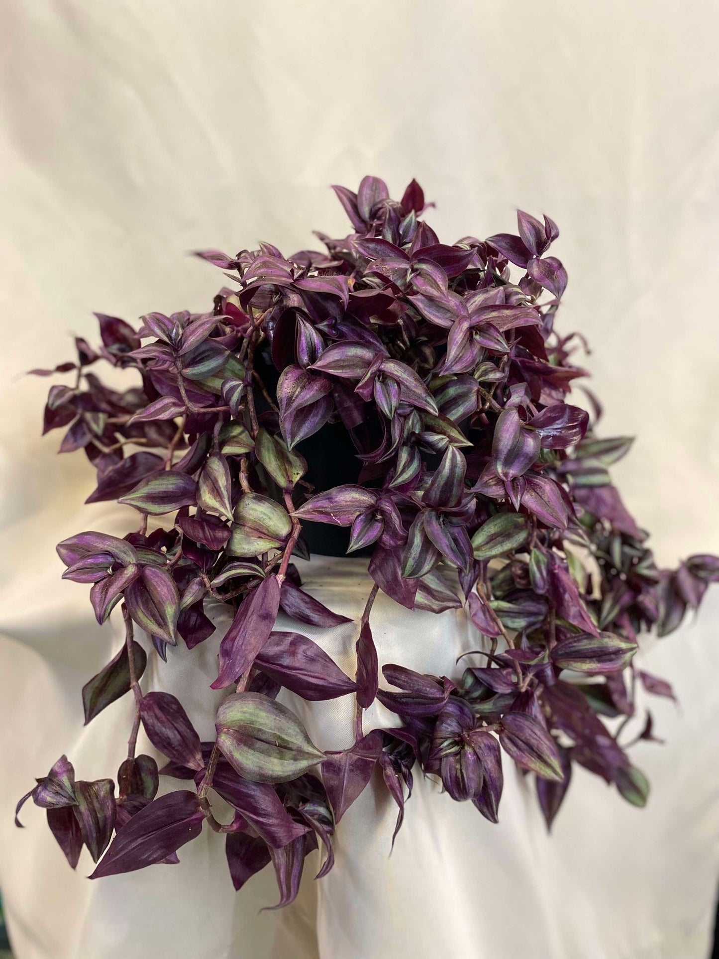 Tradescantia Zebrina Plant (Wandering Dude)