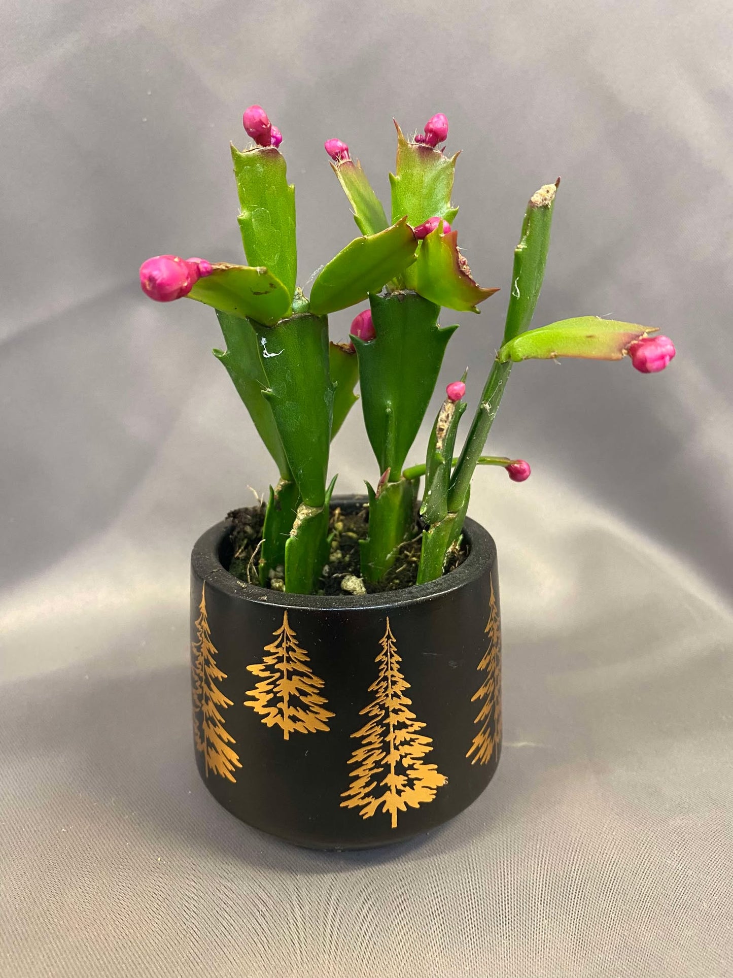 6'' Christmas Cactus