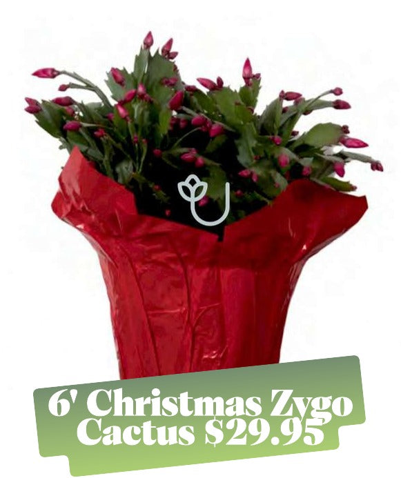 6" Christmas Cactus