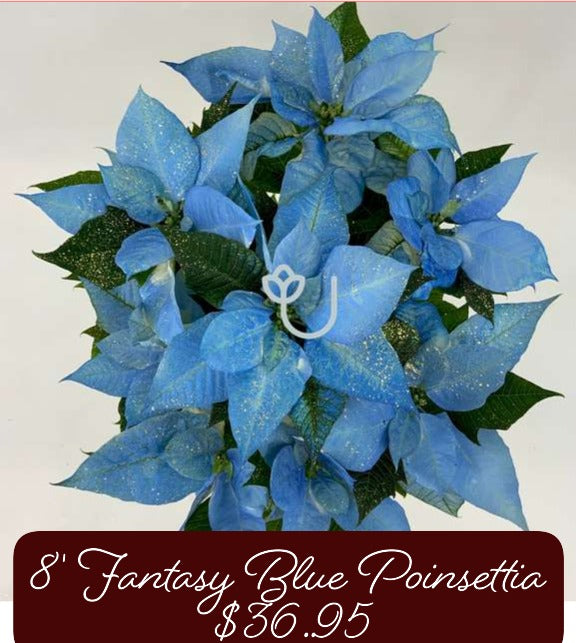 8" Fantasy Blue Poinsettia