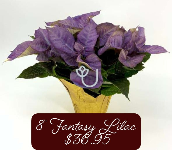 8" Fantasy Lilac Poinsettia
