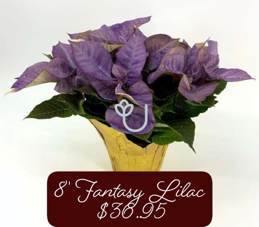 8" Fantasy Lilac Poinsettia