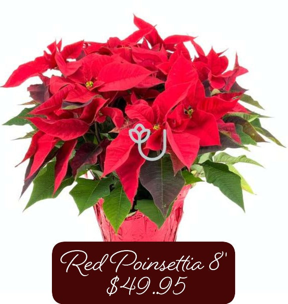 8" Red Poinsettia