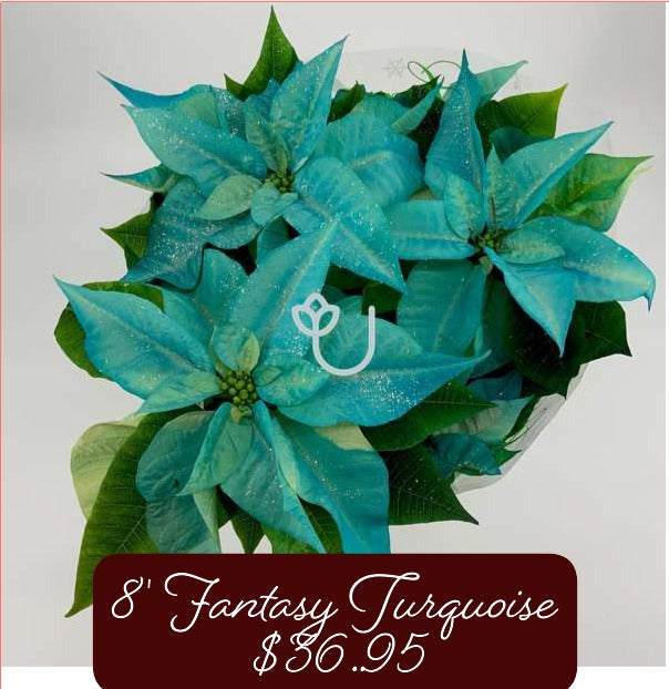 8' Fantasy Turquoise Poinsettia