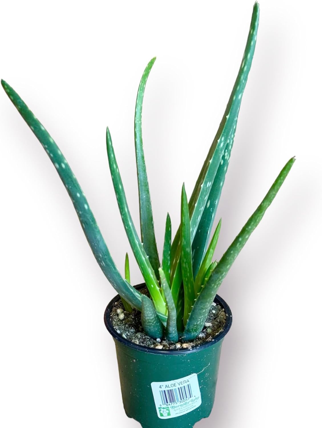 Aloe Vera Plant