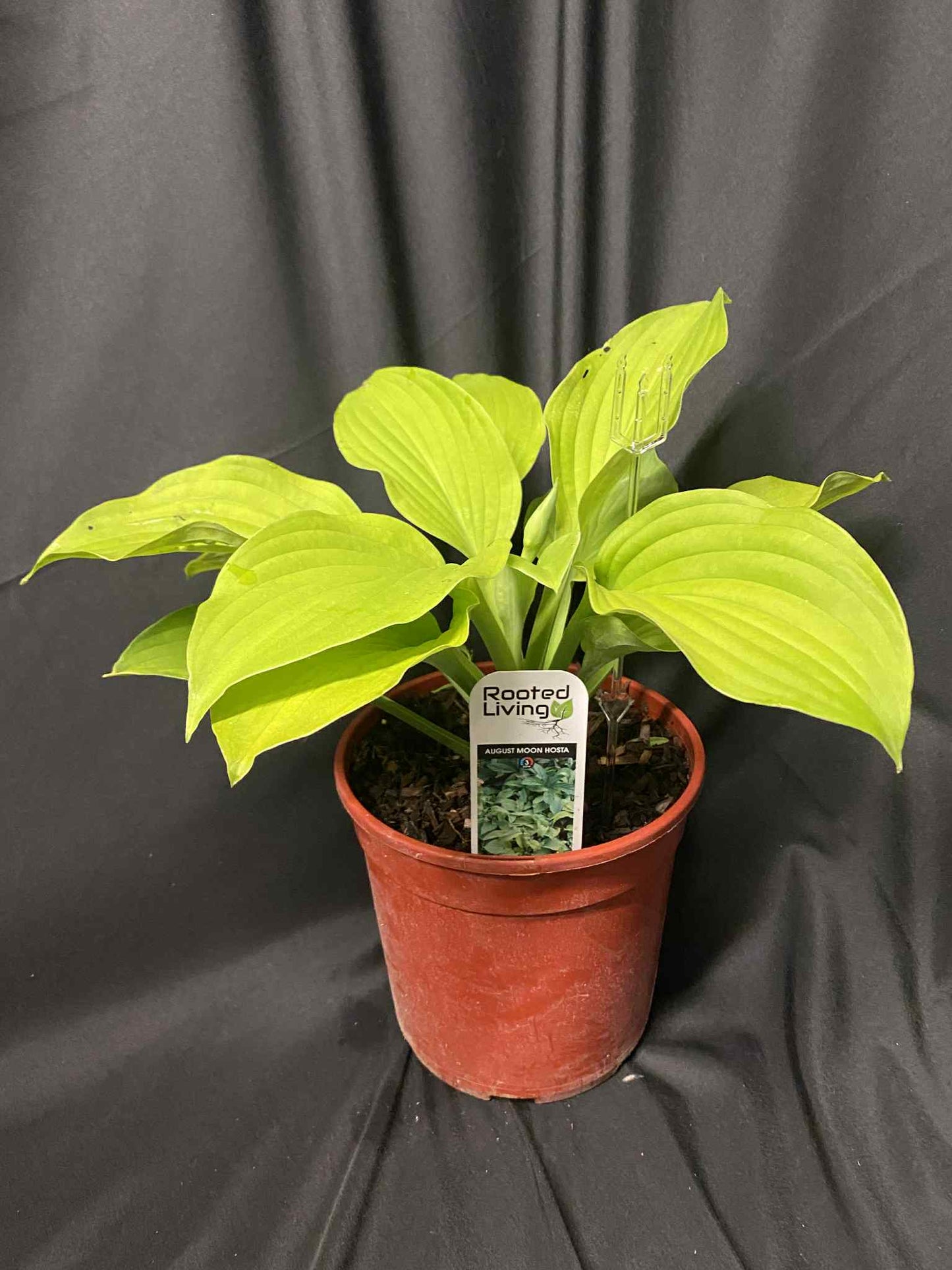 August Moon Hosta
