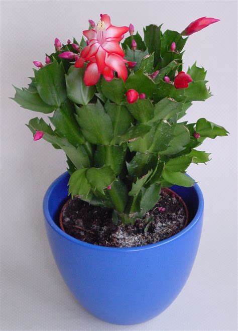 2.25'' Christmas Cactus