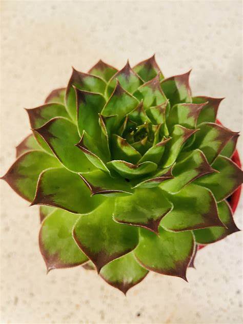 Hens And Chicks Succulent