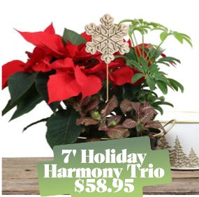 7" Holiday Plant Trio