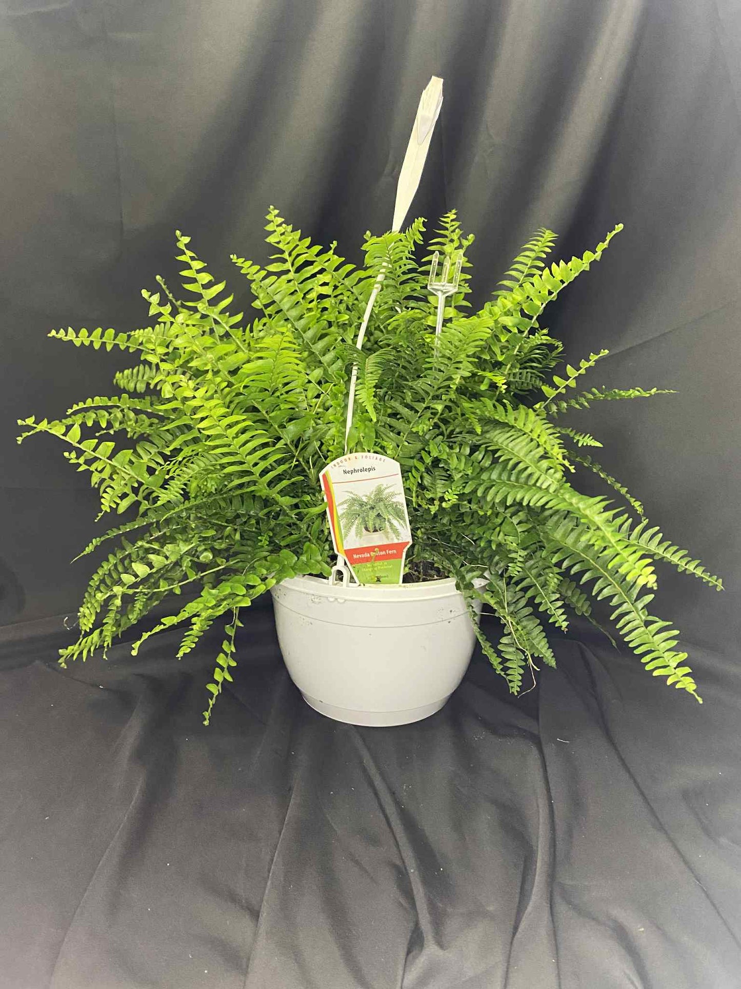 Nephrolepis Nevada Boston Fern