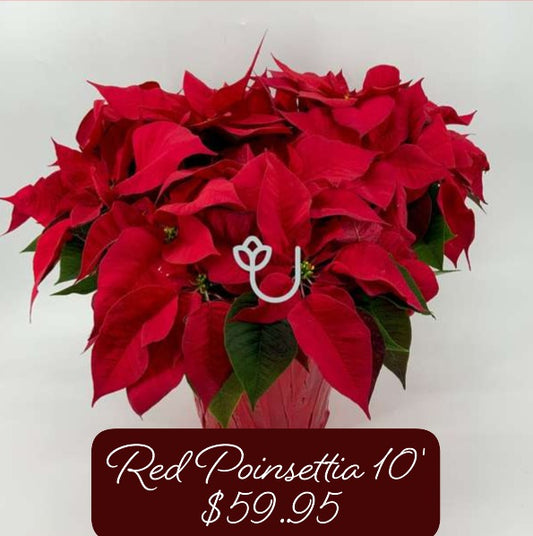 10" Red Poinsettia
