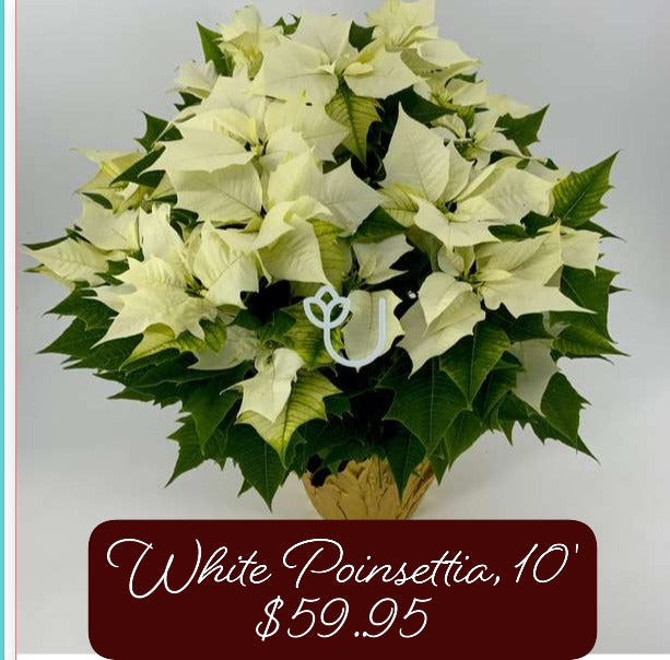 10" White Poinsettia