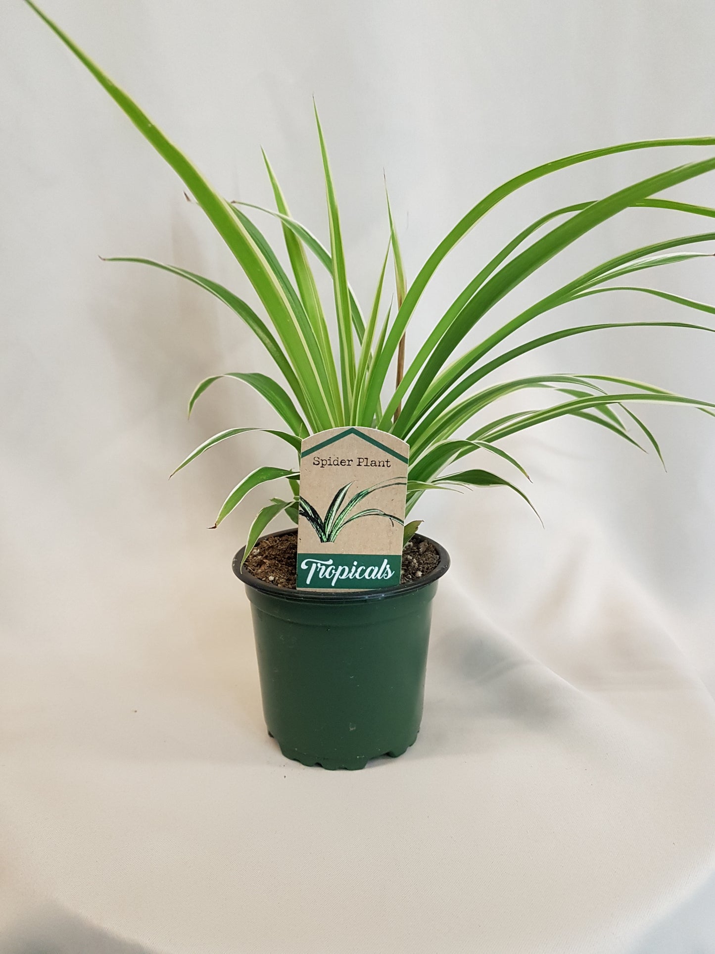 Spider Plant