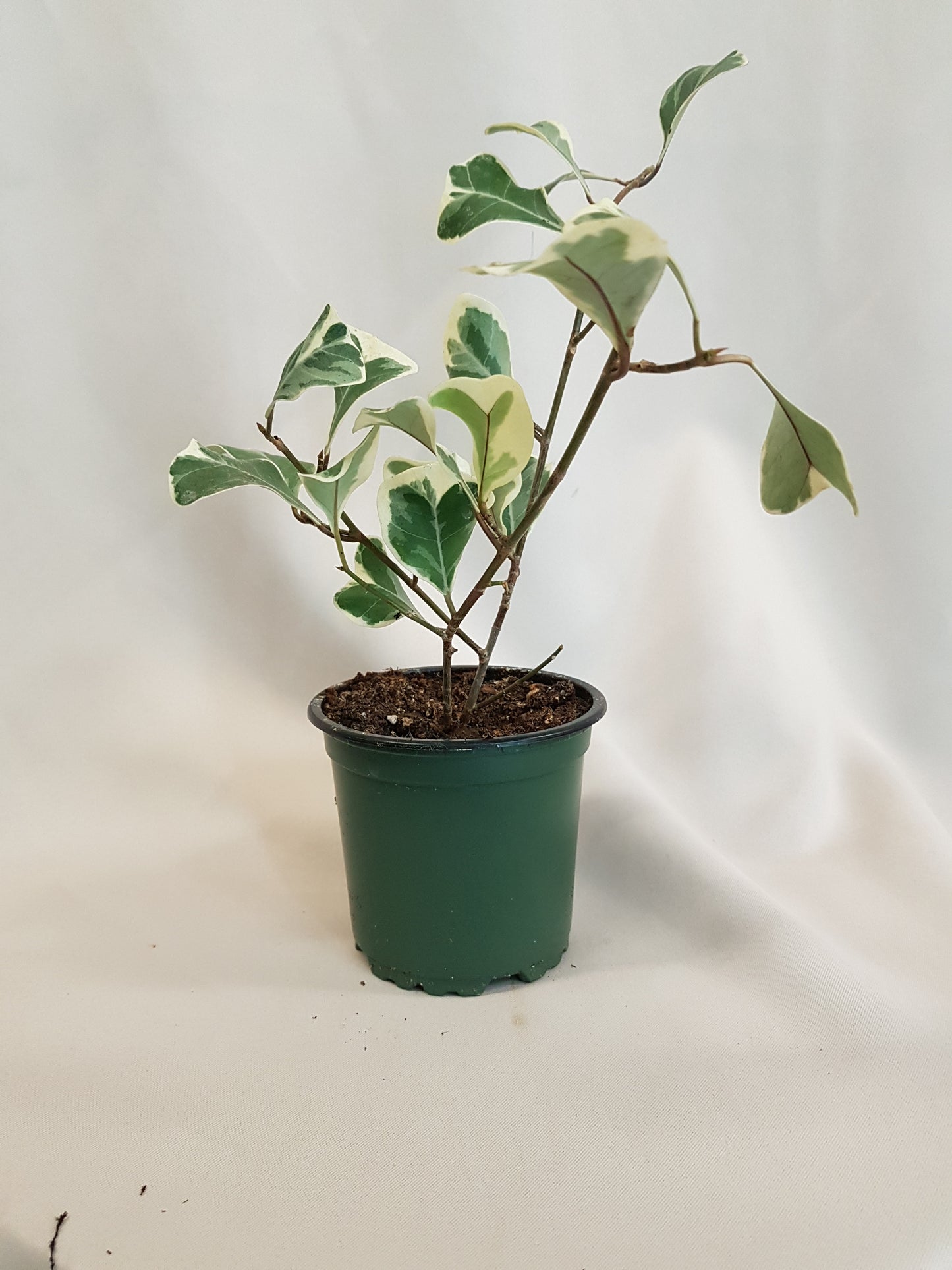 Ficus Triangularis Plant