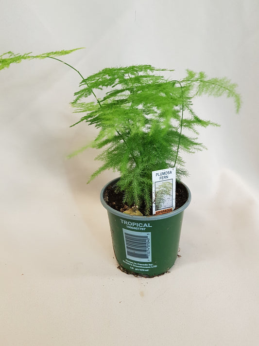 Plumosa Fern