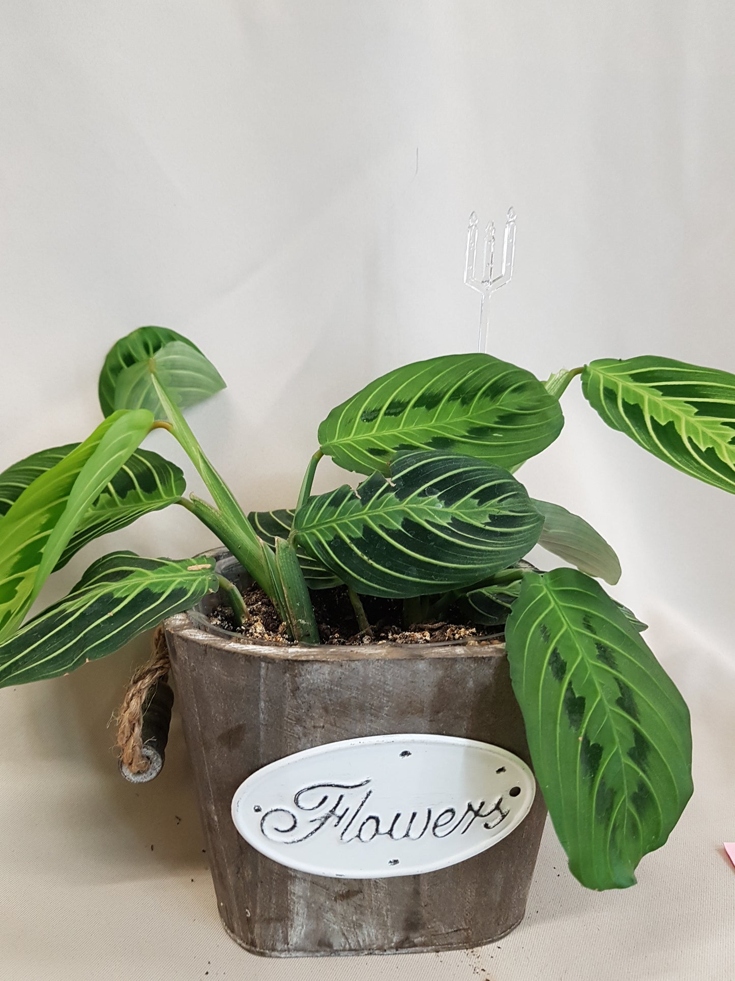 Prayer Plant