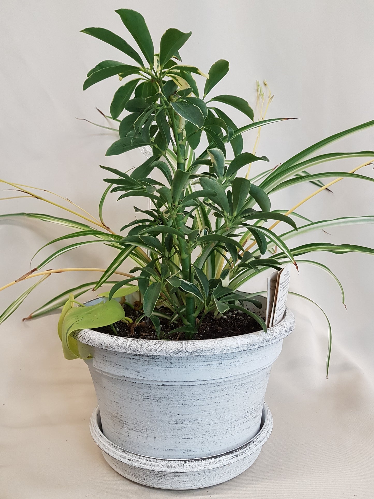 Green Enchantment Basket