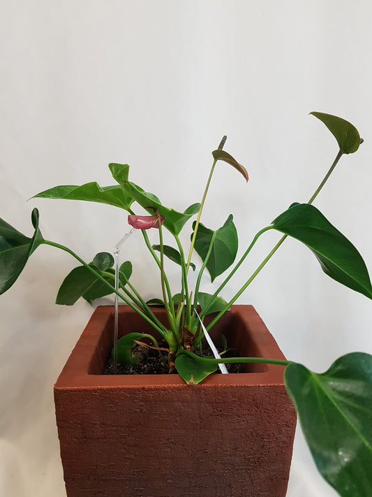 Anthurium Plant