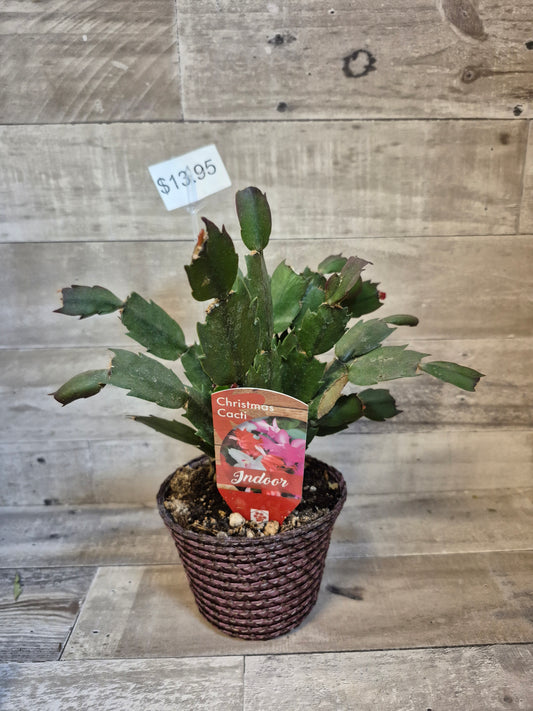 Christmas Cactus 4"