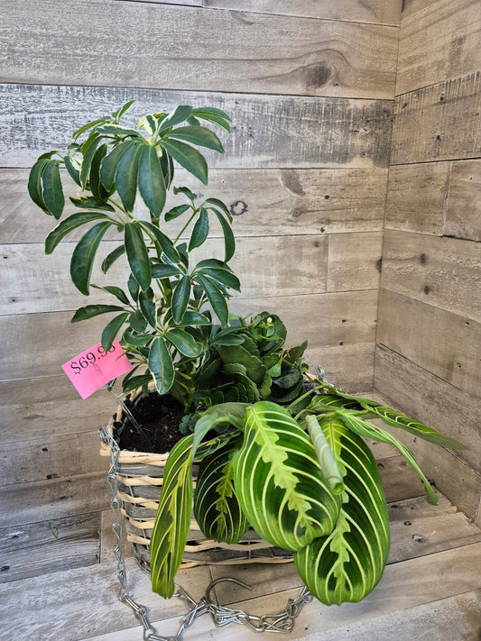 Three’s Company Hanging Basket