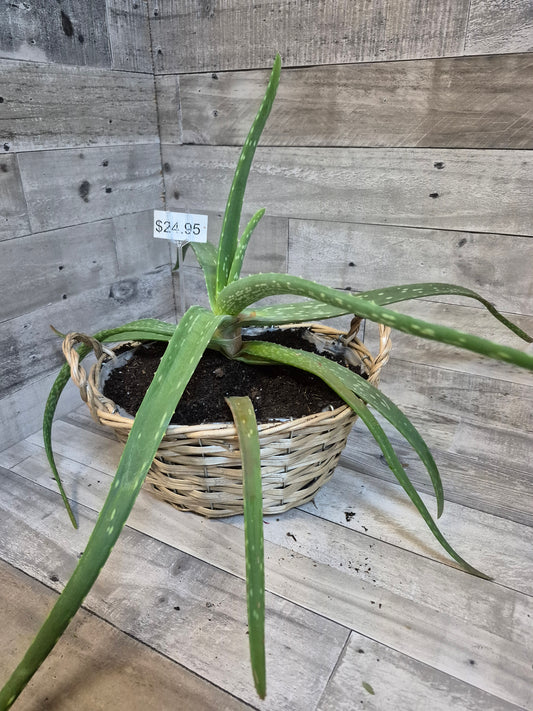 Aloe Vera