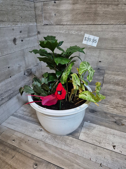 Cardinal Garden Trio