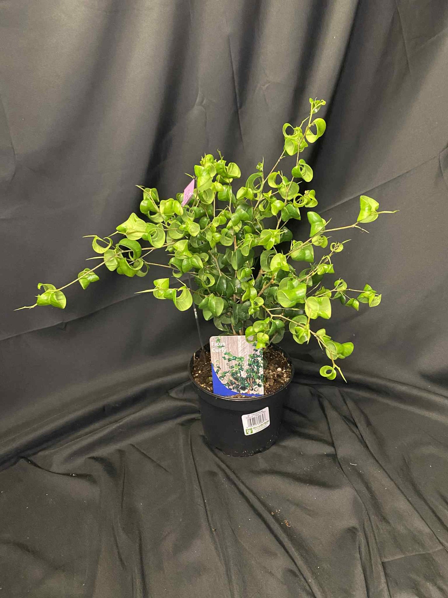 Ficus Curly