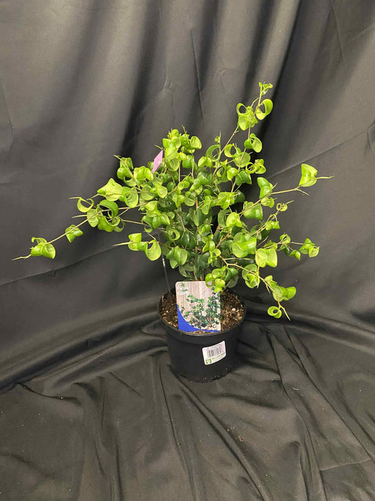 Ficus Curly