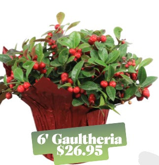 Gaultheria Plant
