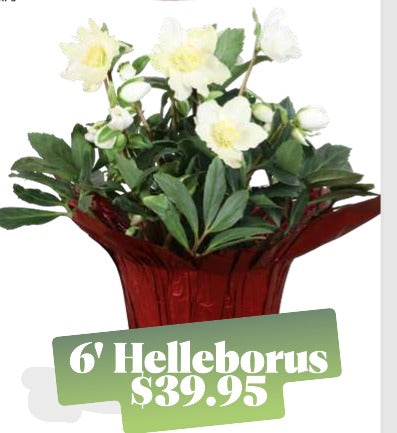 Helleborus Plant