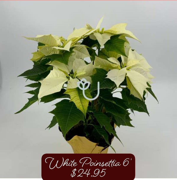 6" White Poinsettia