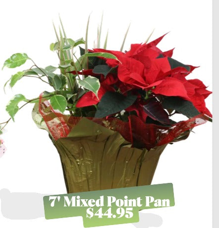 7" Mixed Poinsettia Pan