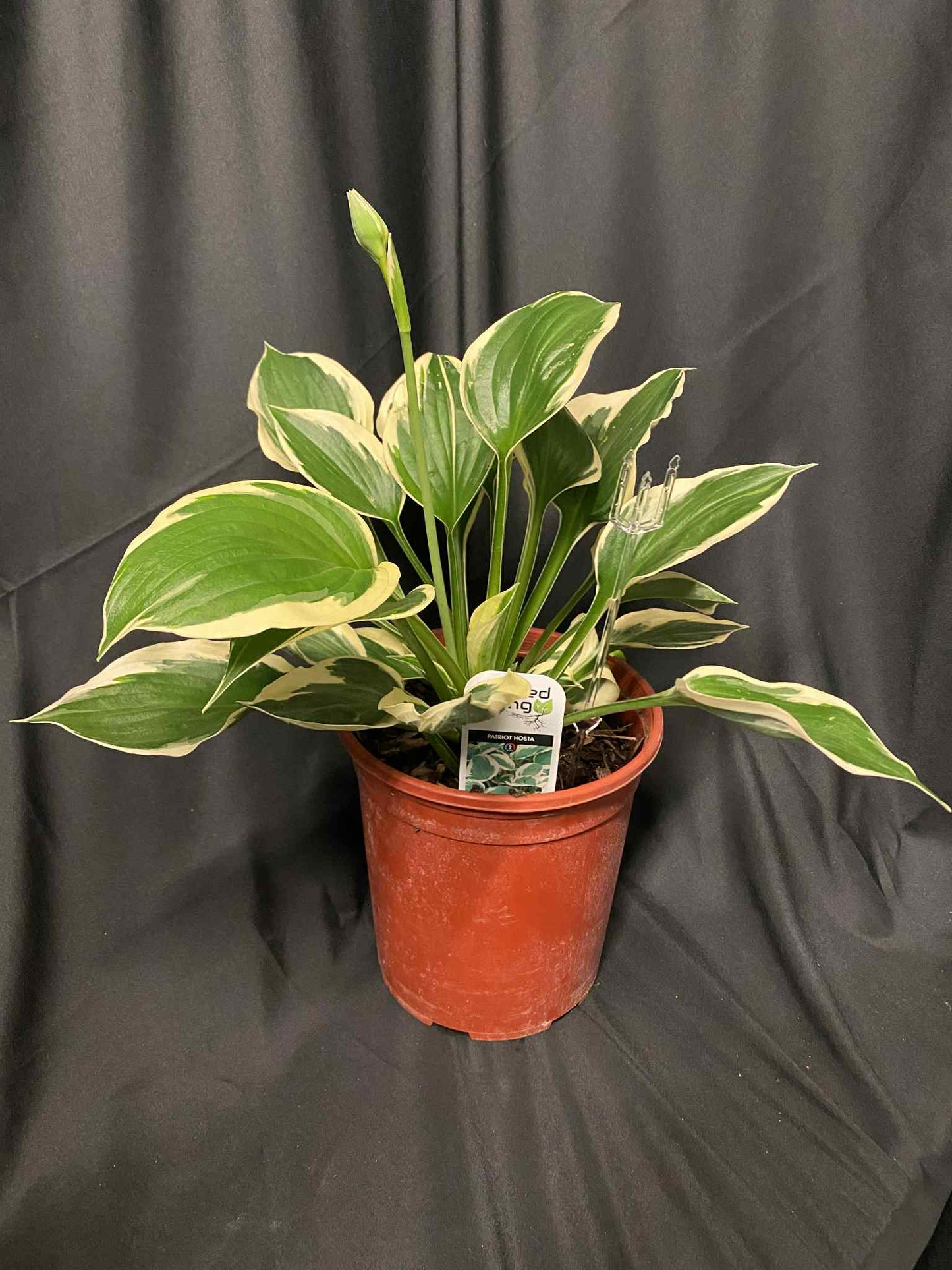 Patriot Hosta