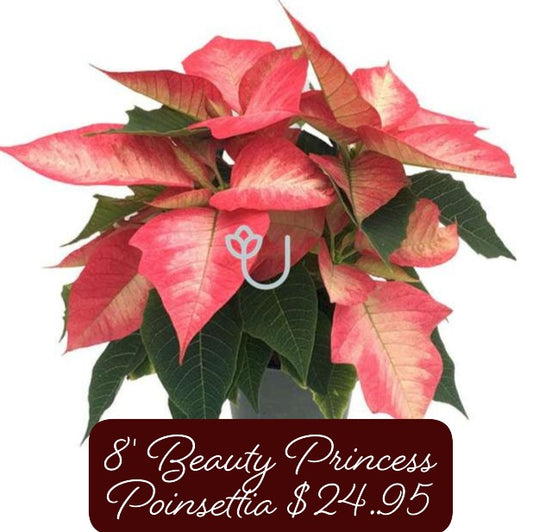 8" Beauty Princess Poinsettia