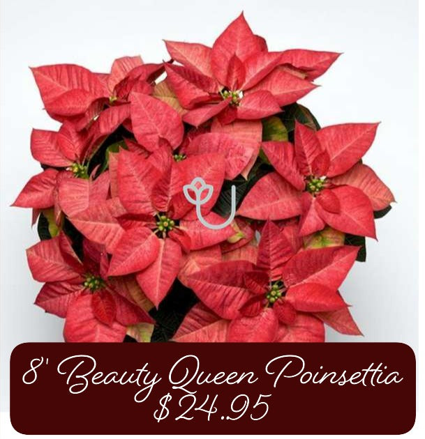 8" Beauty Queen Poinsettia