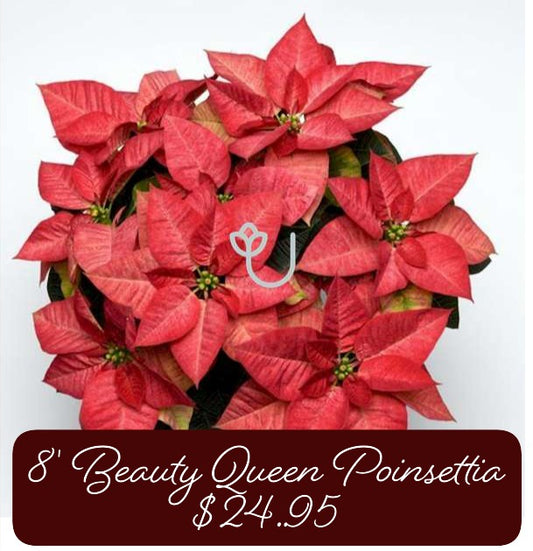 8" Beauty Queen Poinsettia