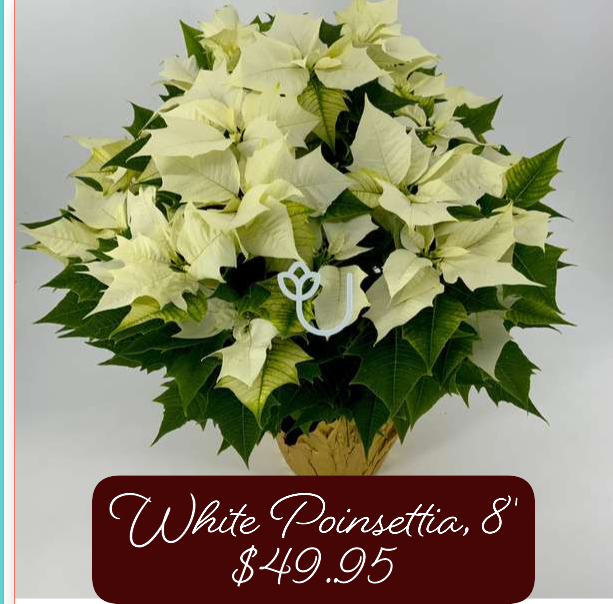 8" White Poinsettia