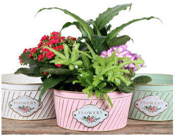 🌼 The Fabulous Four for Mom
