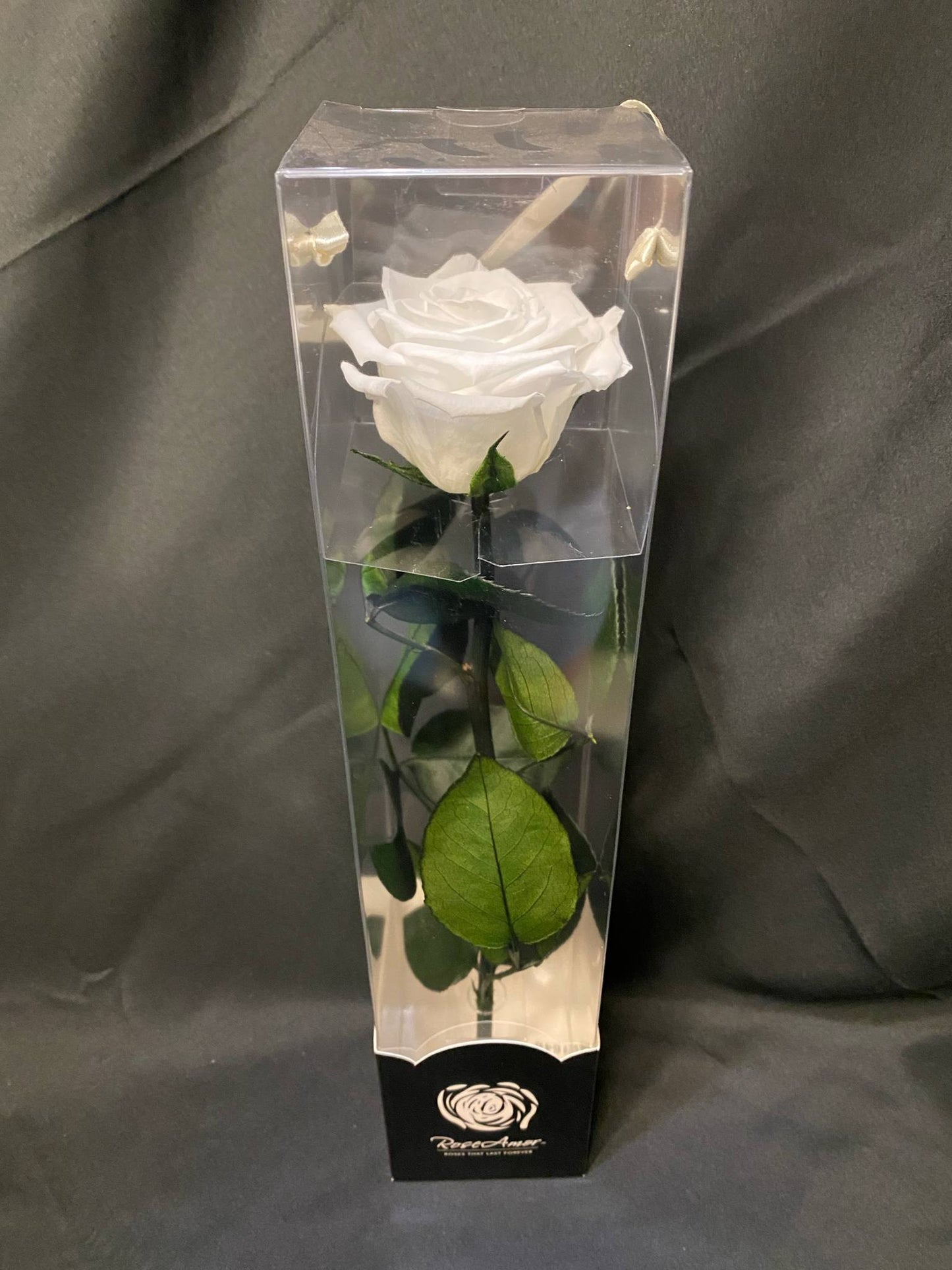 White Forever Rose